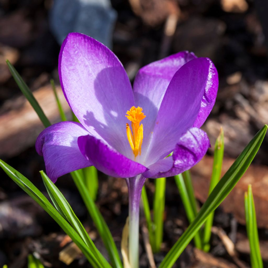 Crocus tommasinianus Ruby Giant