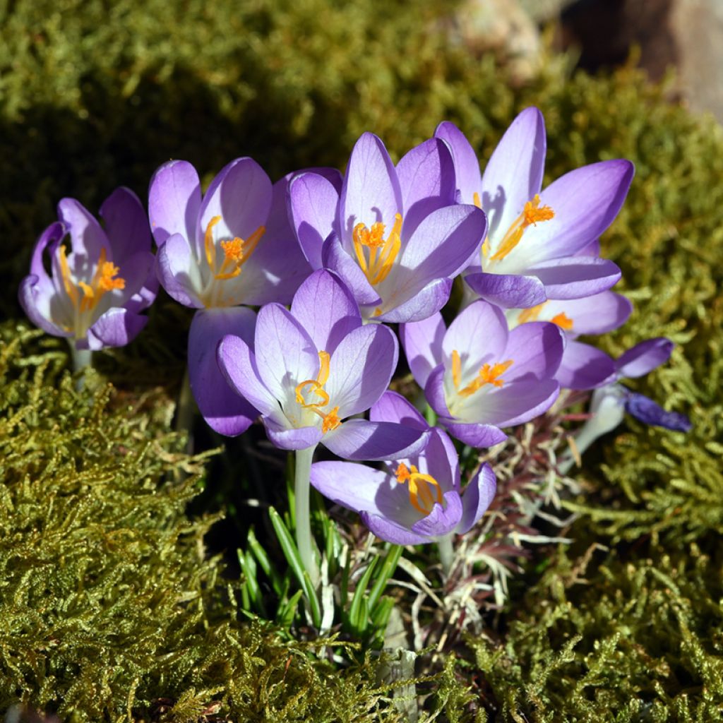 Crocus tommasinianus