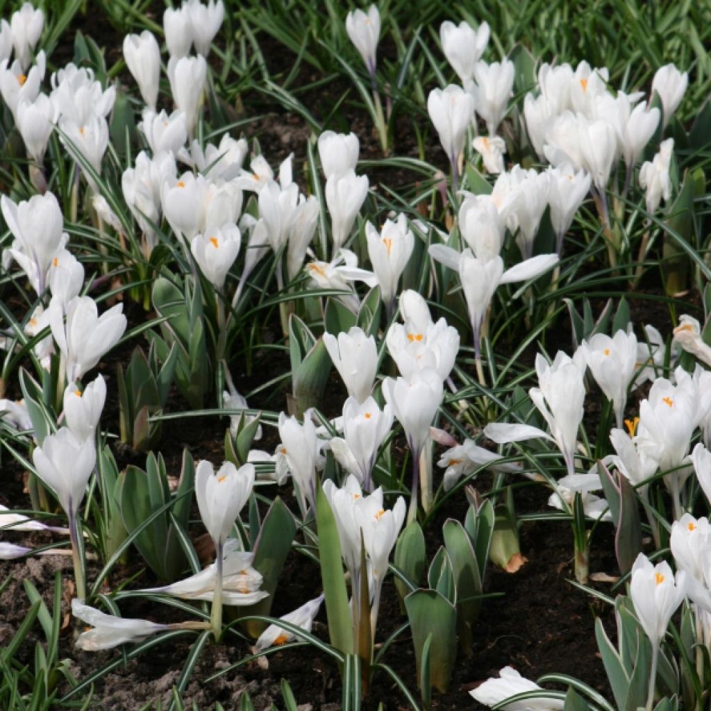 Großblütiger Krokus Jeanne D'Arc - Crocus