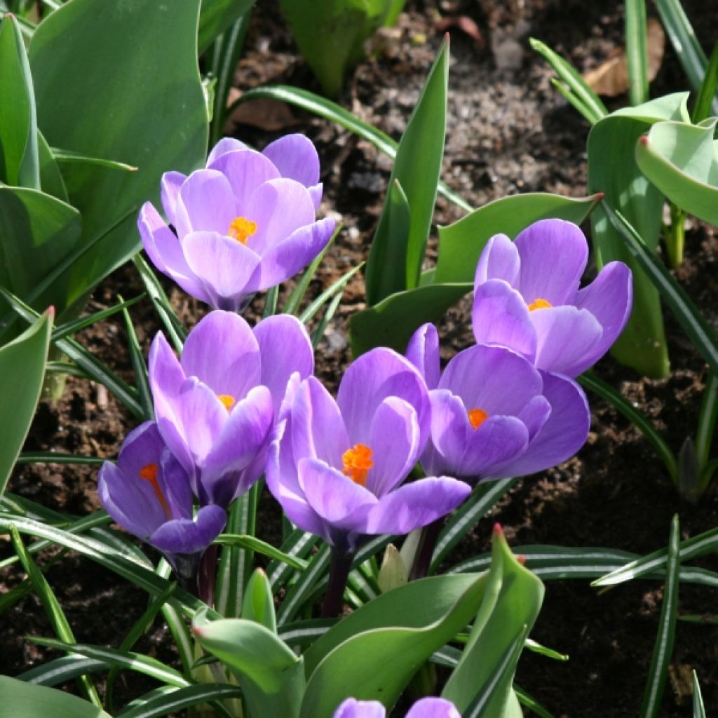 Großblütiger Krokus Remembrance - Crocus