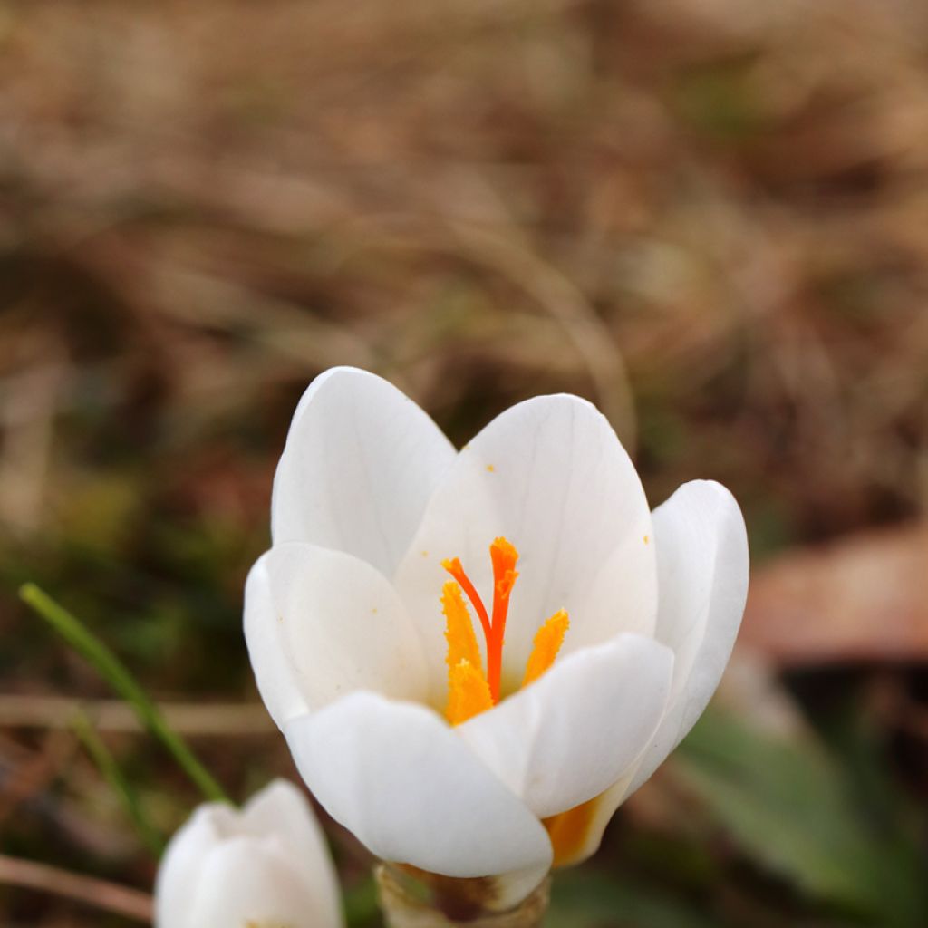 Frühlings-Krokus - Crocus vernus White