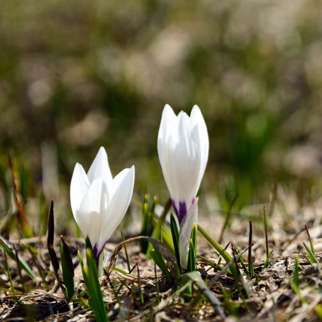 Frühlings-Krokus - Crocus vernus White