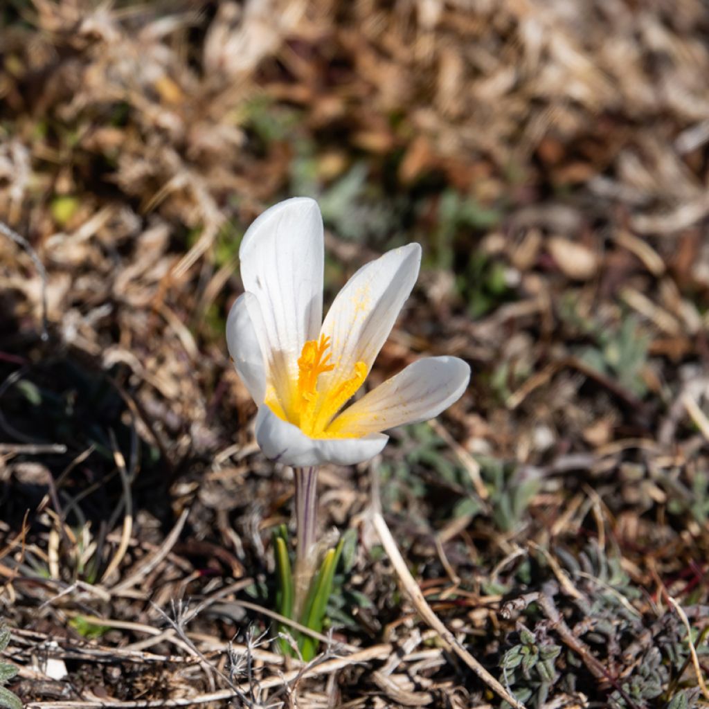 Crocus versicolor Picturatus