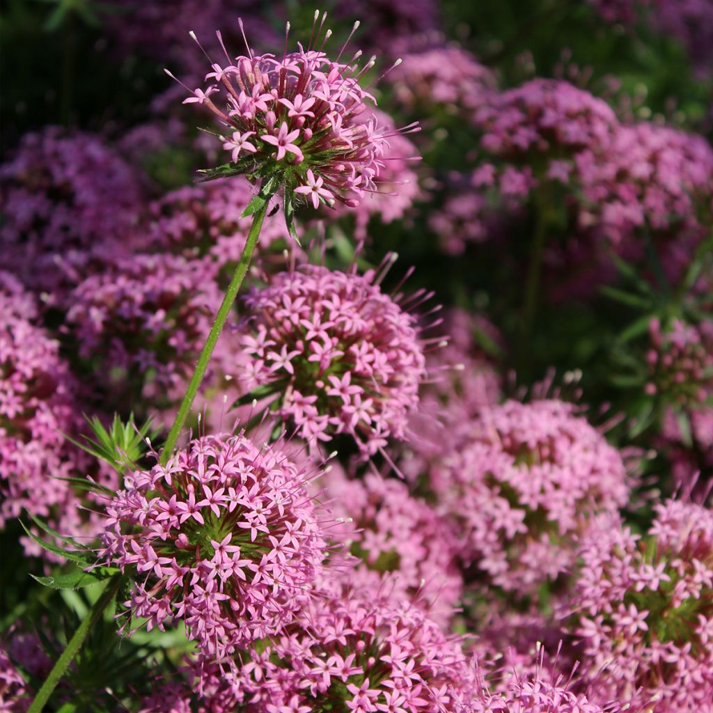 Phuopsis stylosa - Rosenwaldmeister