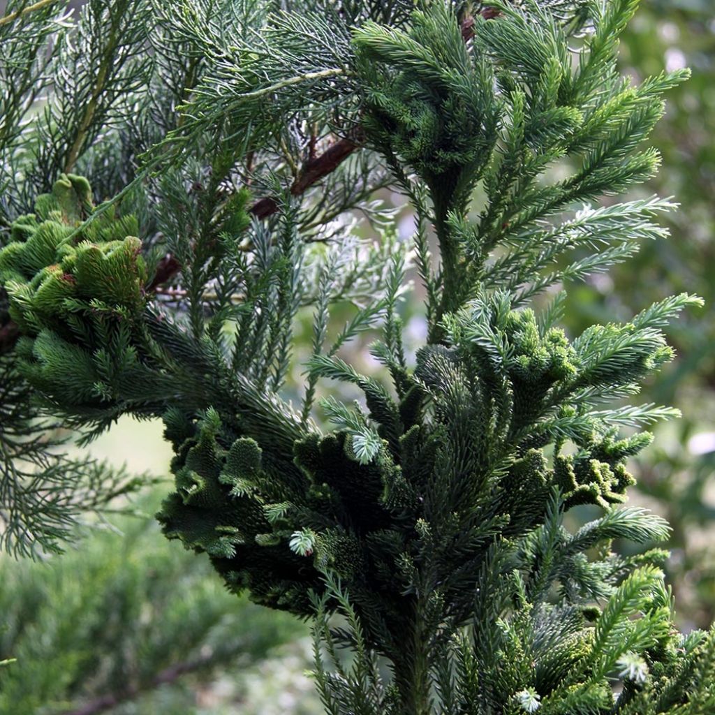 Cèdre du Japon Cristata - Cryptomeria japonica