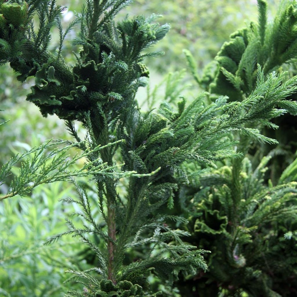 Cèdre du Japon Cristata - Cryptomeria japonica