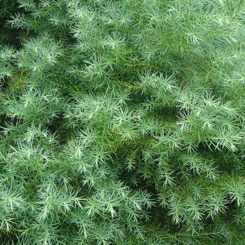 Cryptomeria japonica Elegans