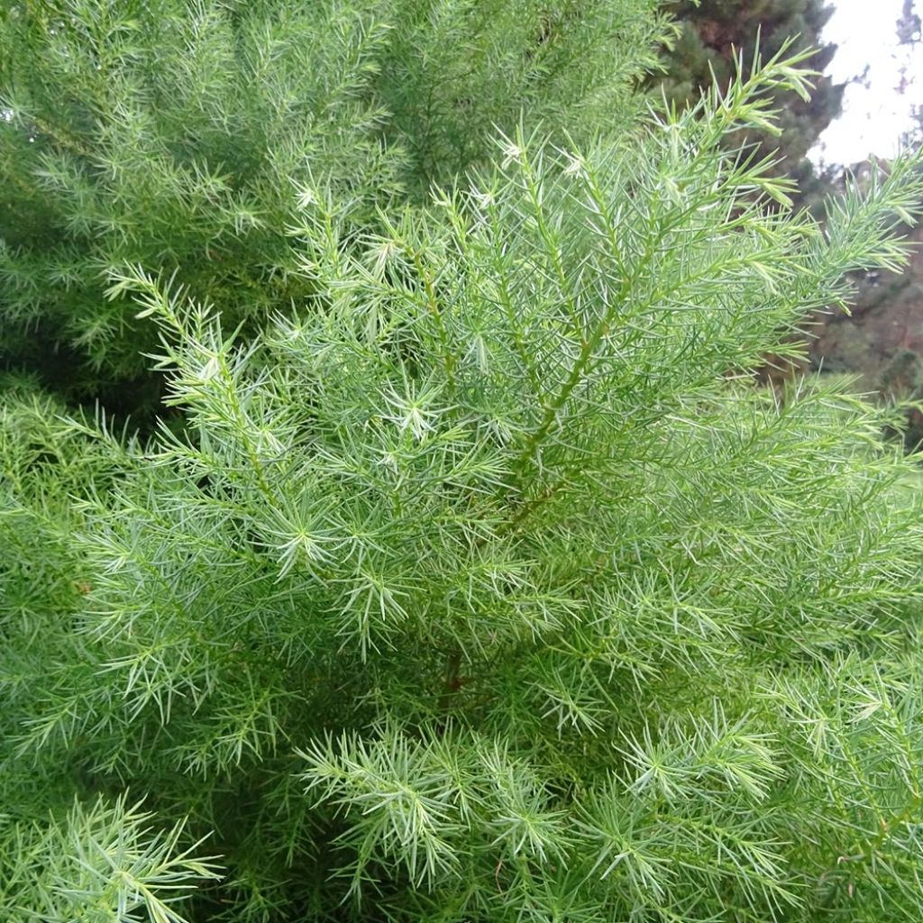 Cèdre du Japon Elegans - Cryptomeria japonica