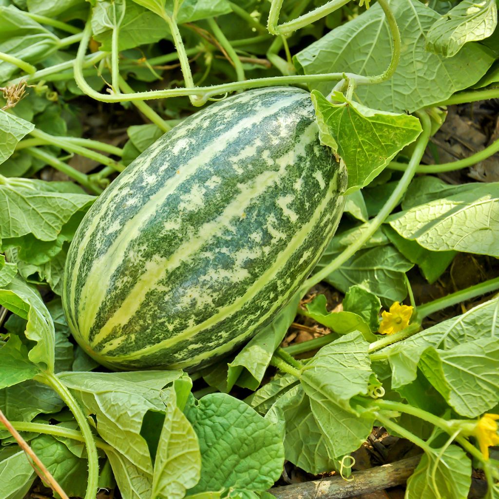 Salat-Gurke Brocade