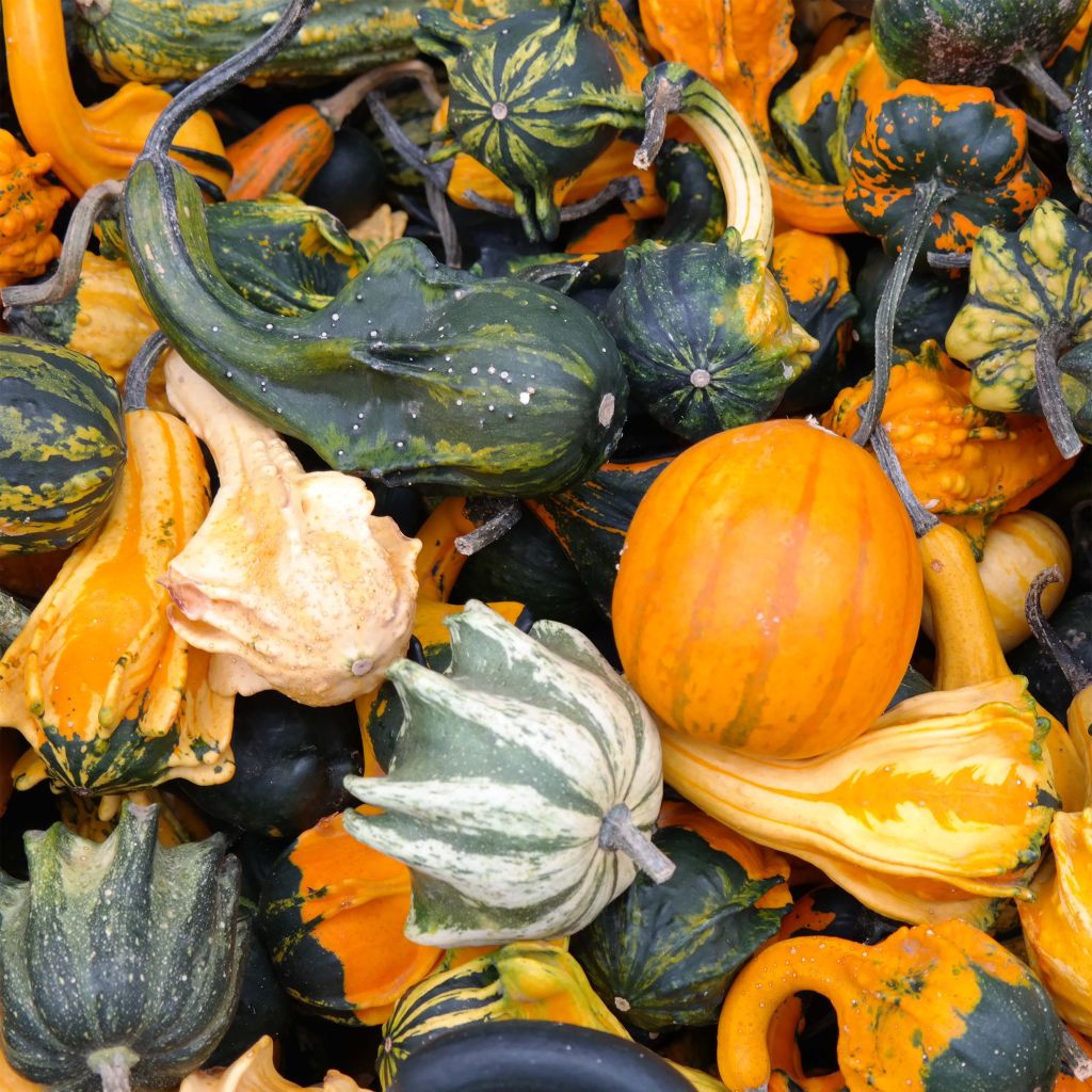 Graines de Coloquintes à petit fruits - Cucurbita pepo