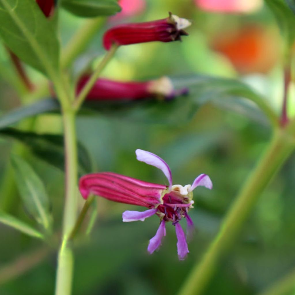 Cuphea Twinkle Pink - Köcherblümchen