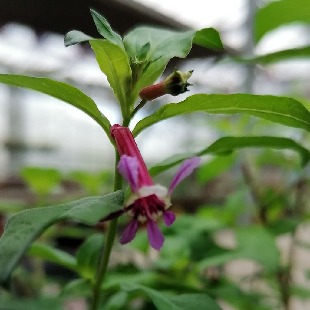 Cuphea Twinkle Pink - Köcherblümchen