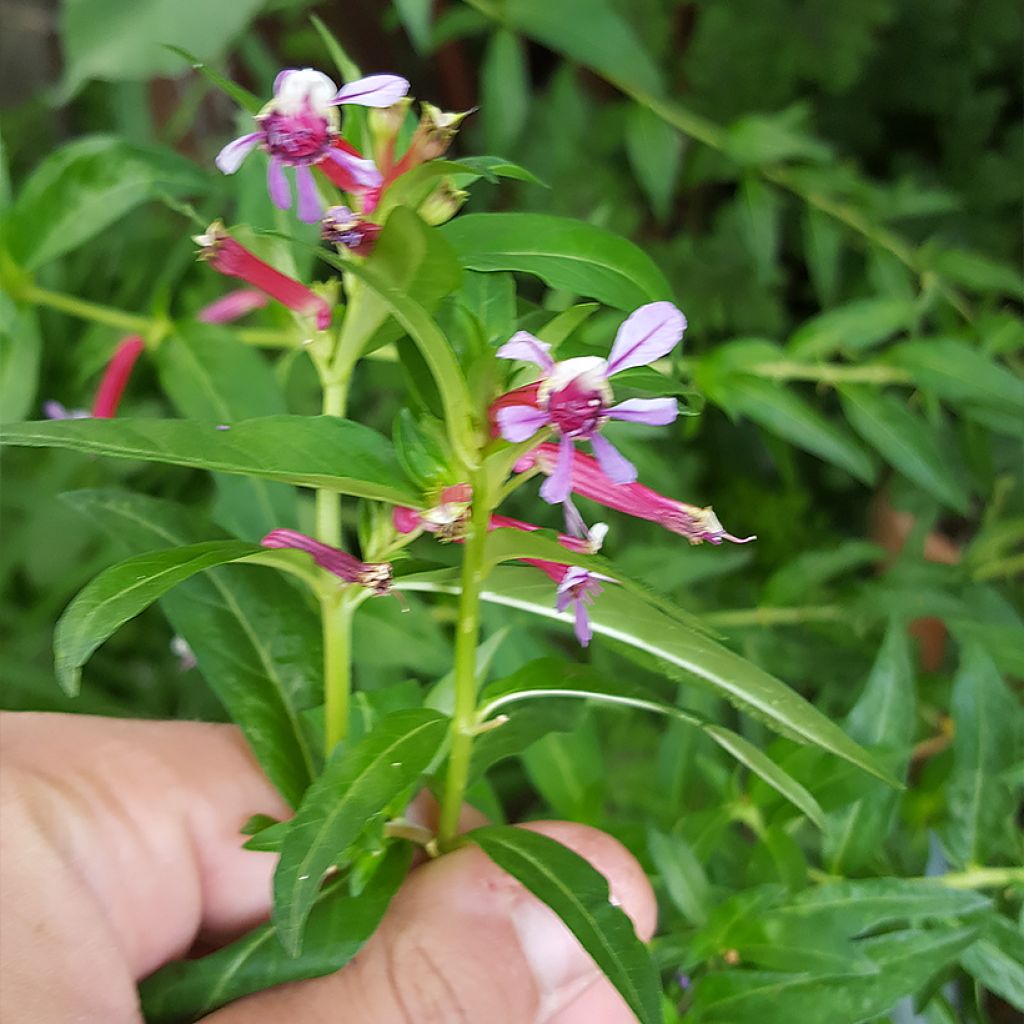 Cuphea Twinkle Pink - Köcherblümchen