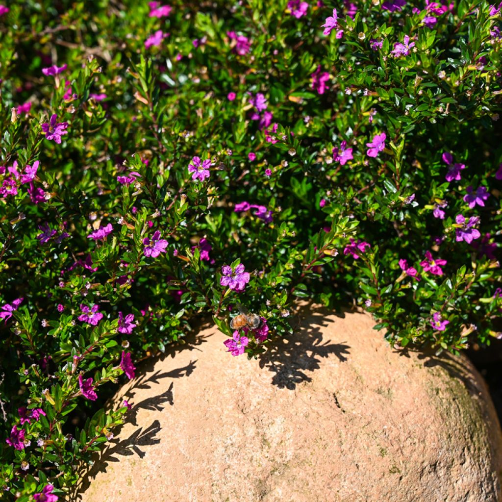 Cuphea hyssopifolia Purple - Japanische Scheinmyrthe