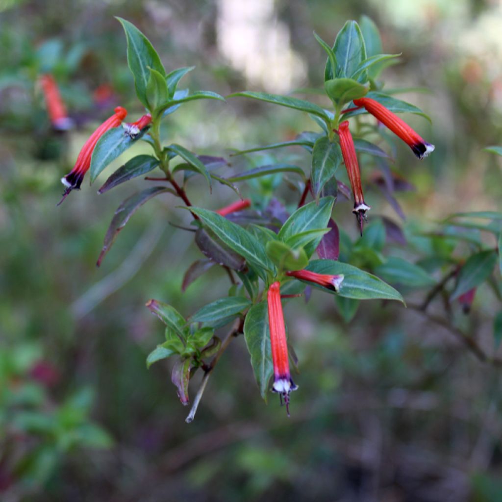 Cuphea ignea Scarlet - Zigarettenblümchen