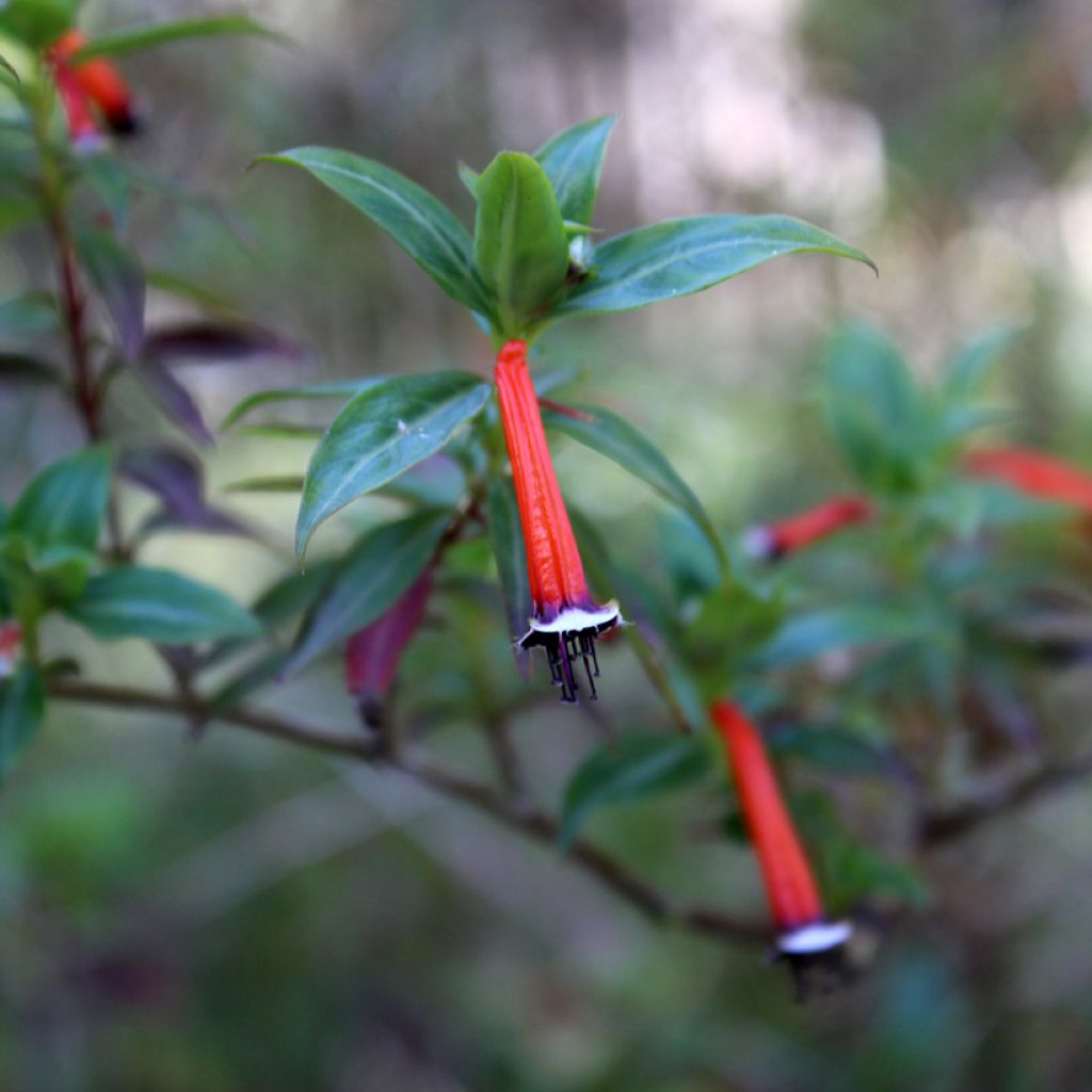 Cuphea ignea Scarlet - Zigarettenblümchen