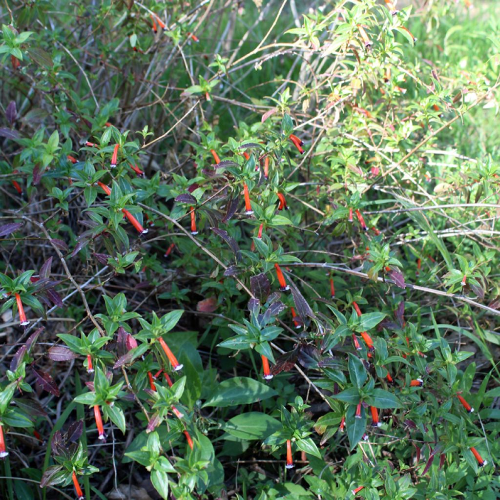 Cuphea ignea Scarlet - Zigarettenblümchen