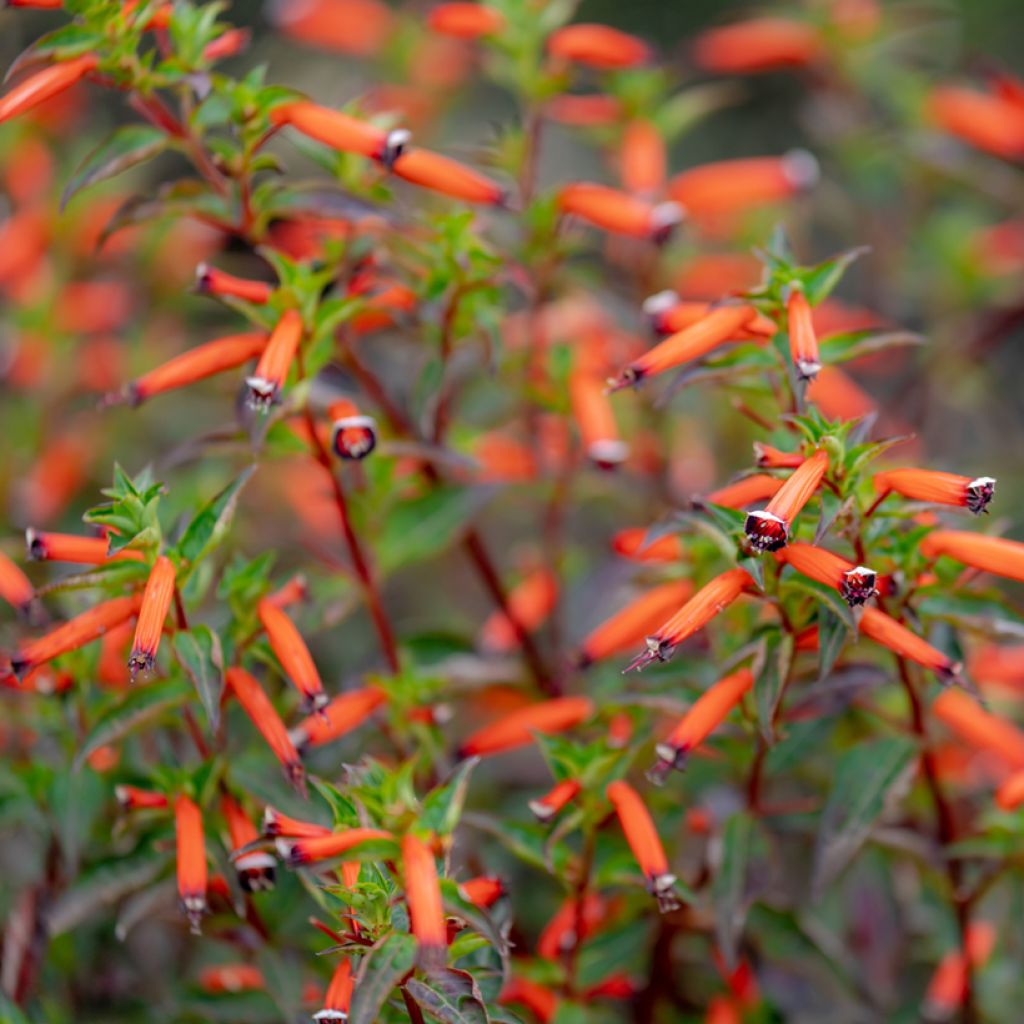 Cuphea ignea Scarlet - Zigarettenblümchen