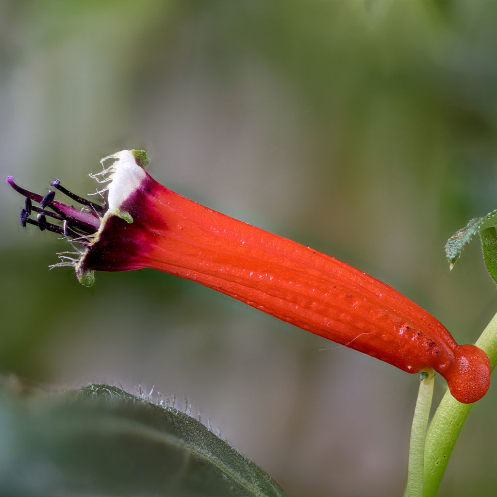 Cuphea ignea Scarlet - Zigarettenblümchen