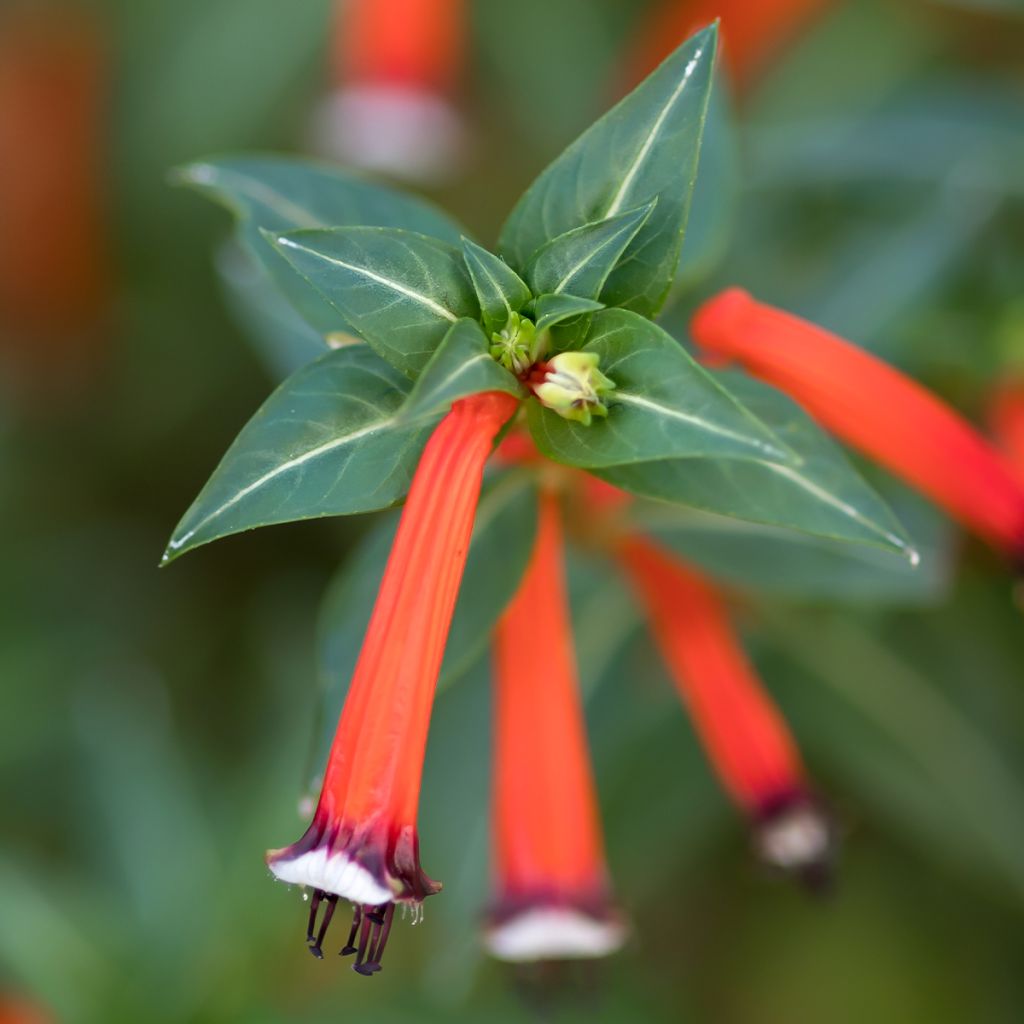 Cuphea ignea Scarlet - Zigarettenblümchen