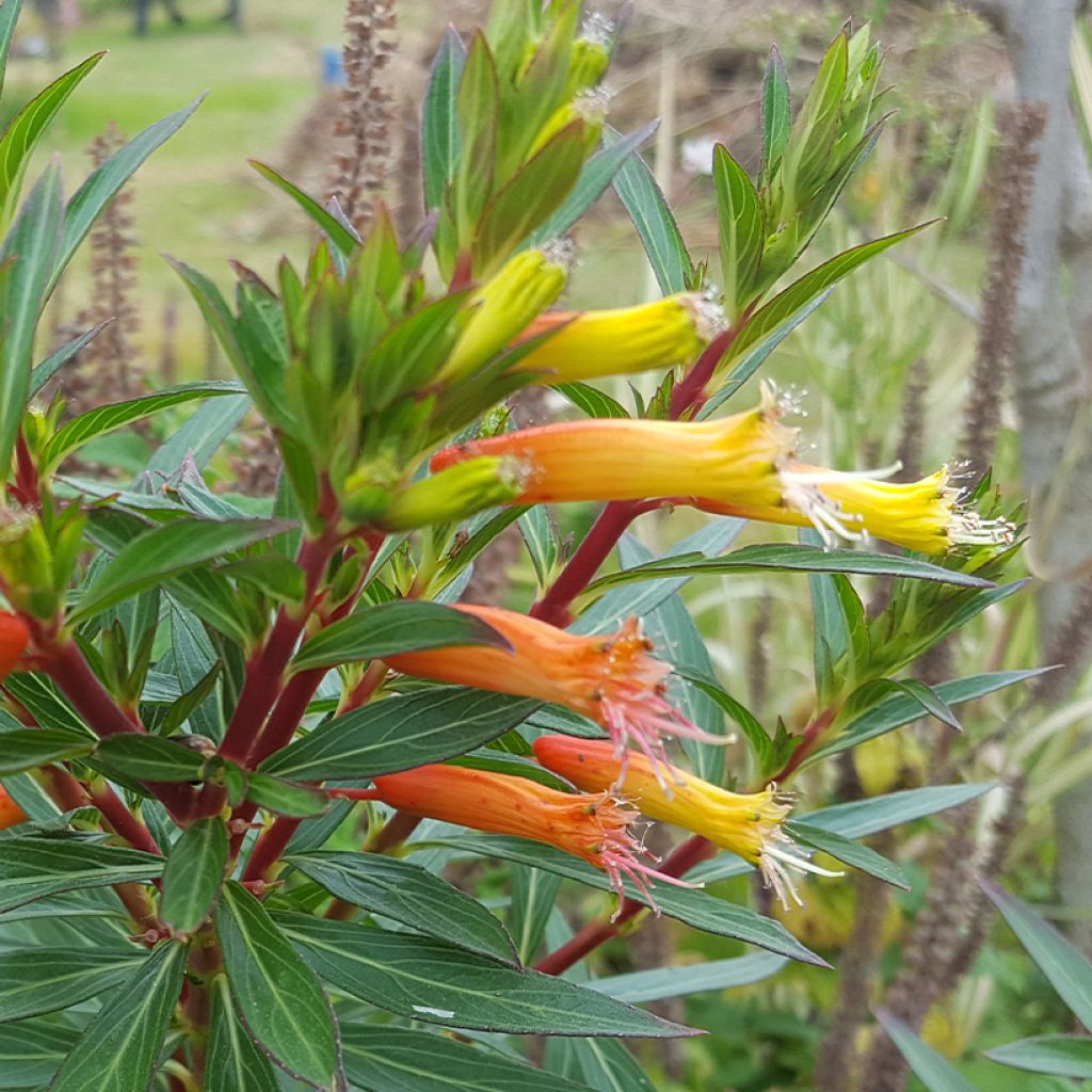 Cuphea micropetala - Zigarrenblume