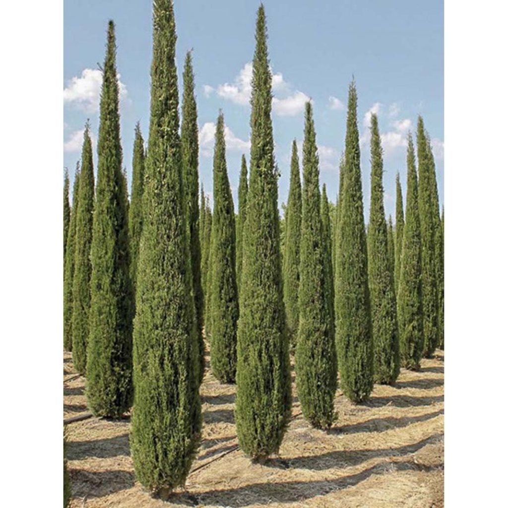 Cupressus sempervirens Garda - Echte-Zypresse