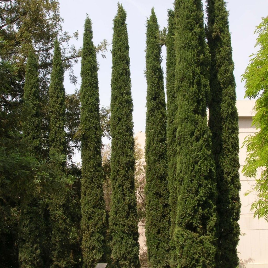 Cupressus sempervirens var. stricta - Mittelmeer-Zypresse