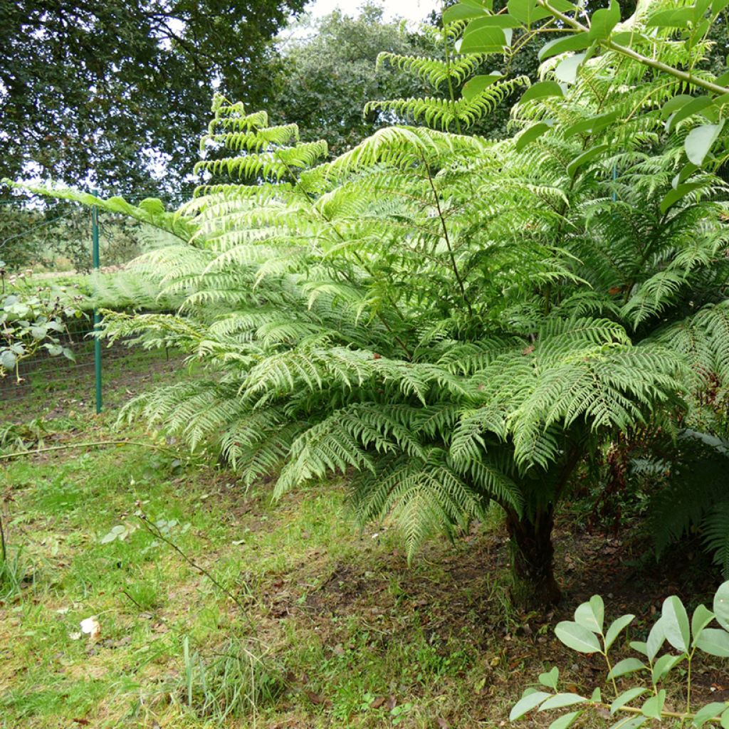 Cyathea australis - Australischer Baumfarn