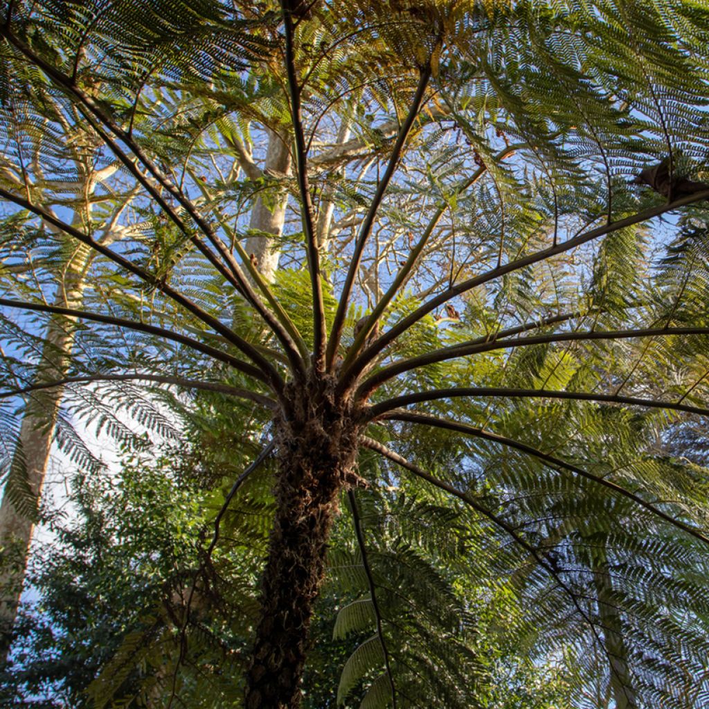 Cyathea brownii - Norfolk-Baumfarn