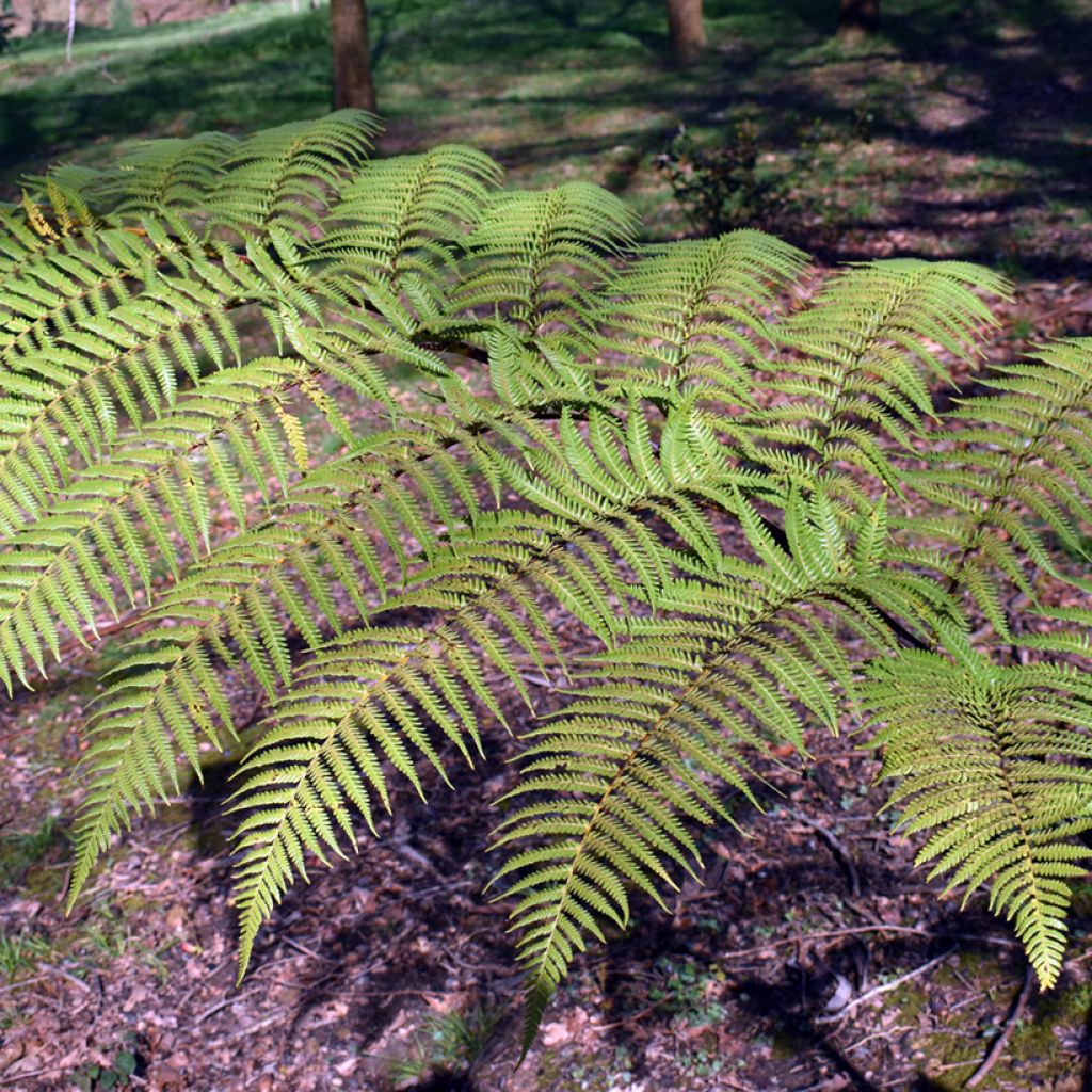 Cyathea brownii - Norfolk-Baumfarn