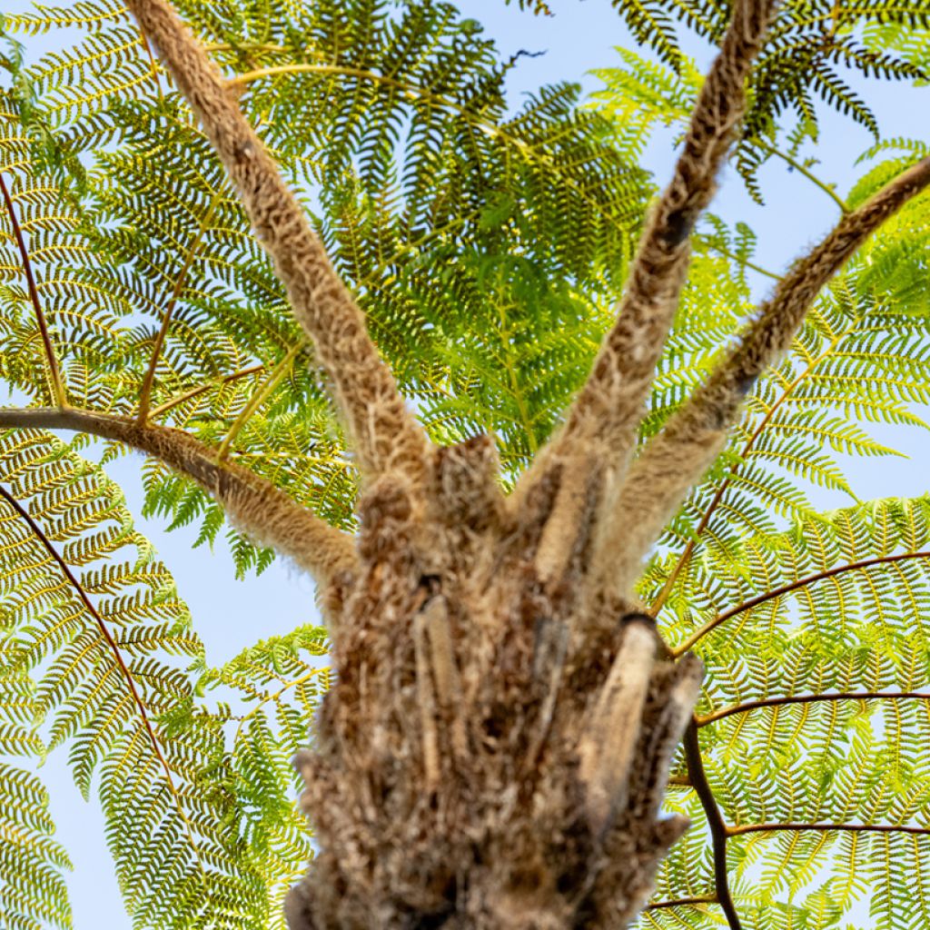 Cyathea brownii - Norfolk-Baumfarn