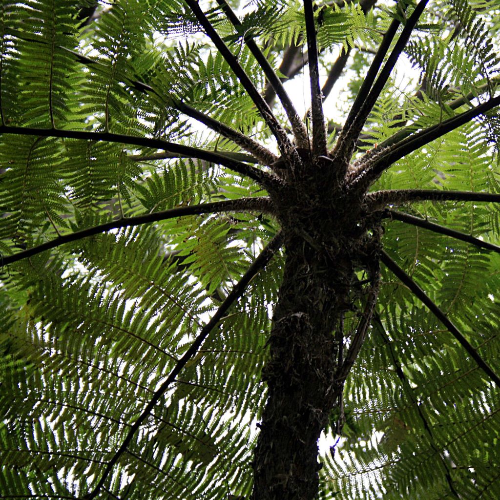 Cyathea cooperi - Fougère arborescente