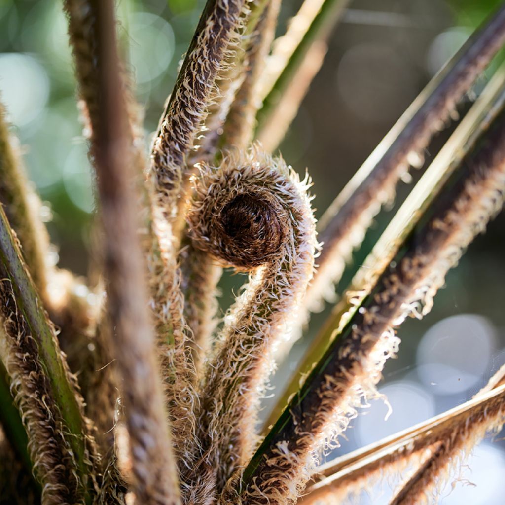 Cyathea felina - Baumfarn