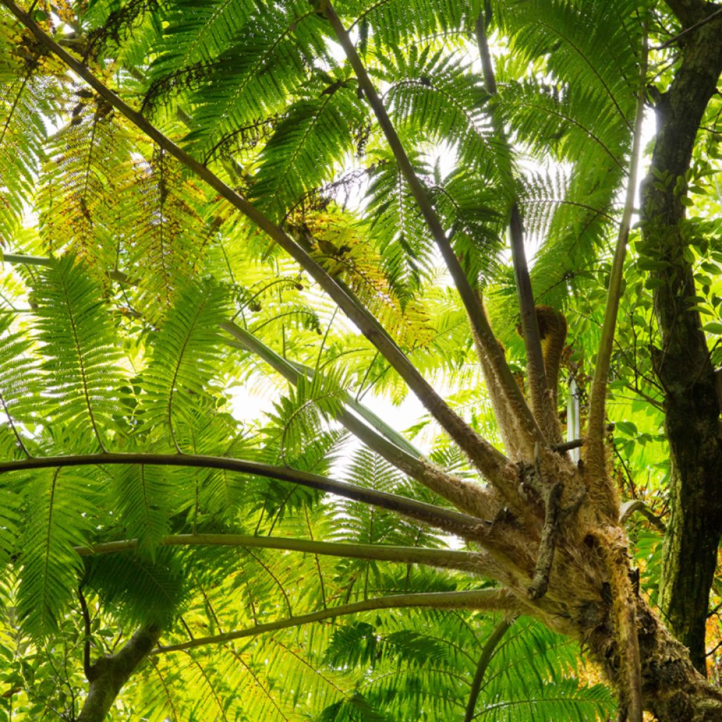 Cyathea felina - Baumfarn