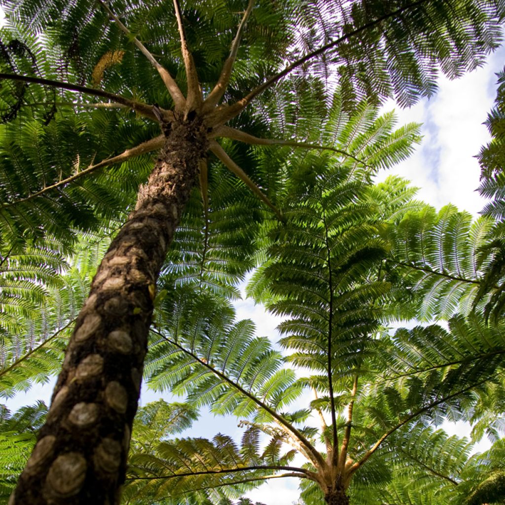 Cyathea lunulata - FBaumfarn