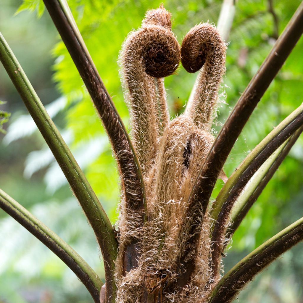 Cyathea lunulata - FBaumfarn