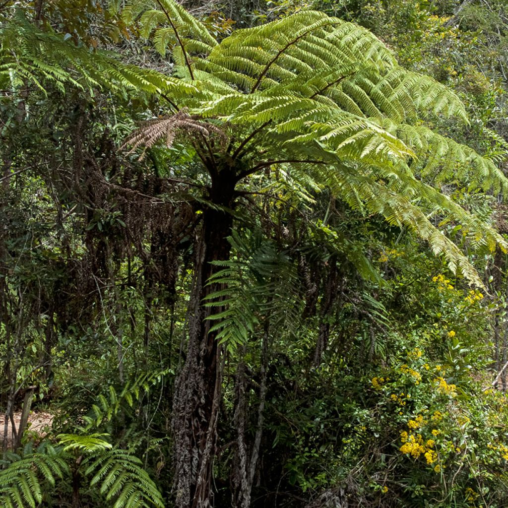 Cyathea lunulata - FBaumfarn