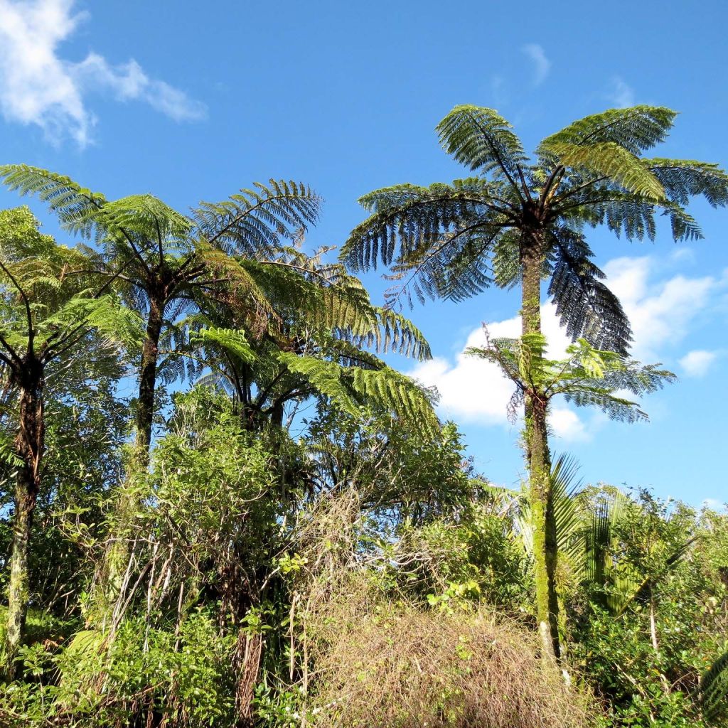 Cyathea medullaris - Schwarzer Baumfarn