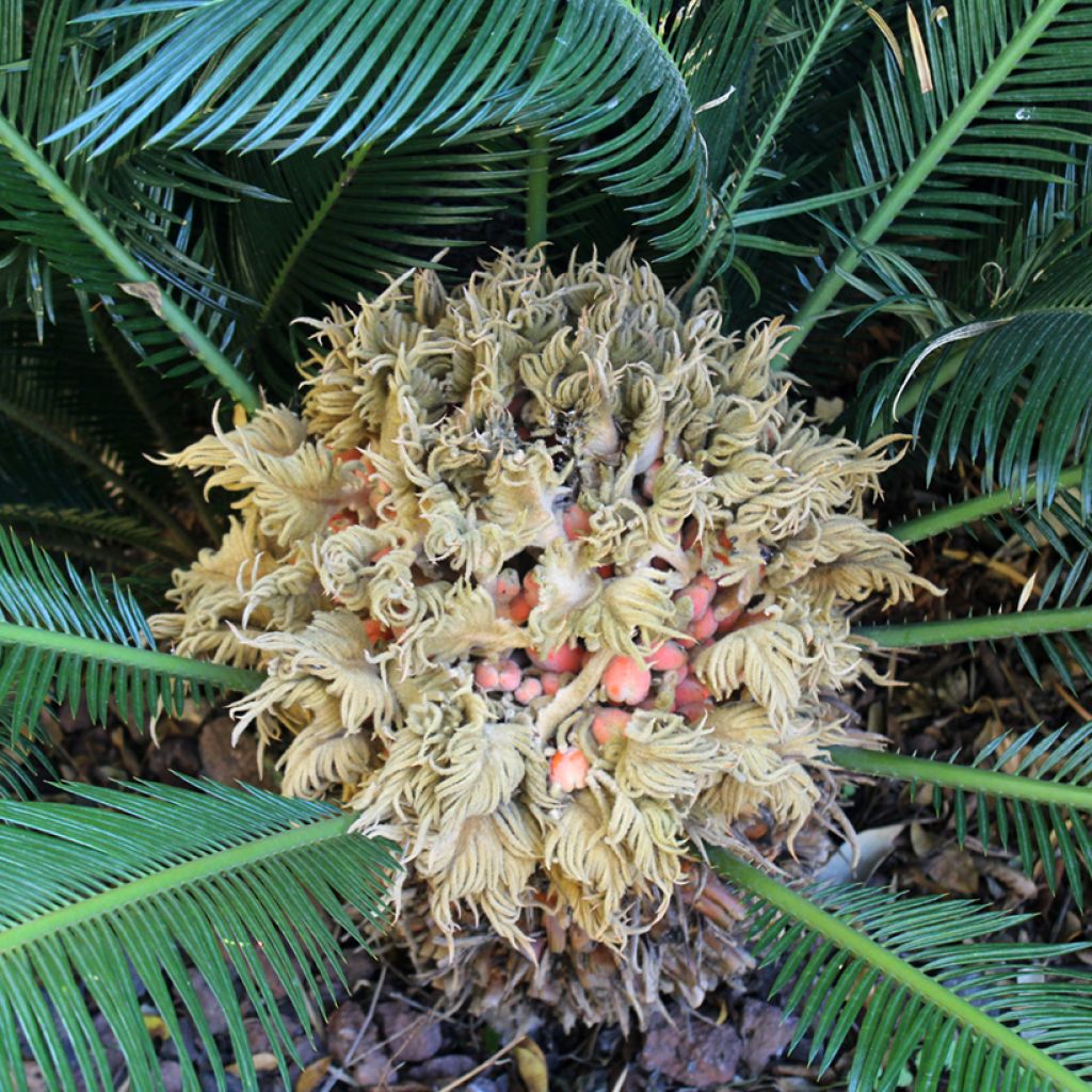 Cycas revoluta - Palmfarn