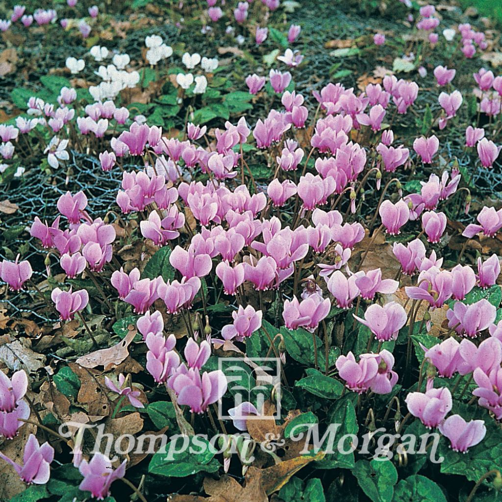 Cyclamen All The Year Round Flowering Mixed (Samen) - Alpenveilchen