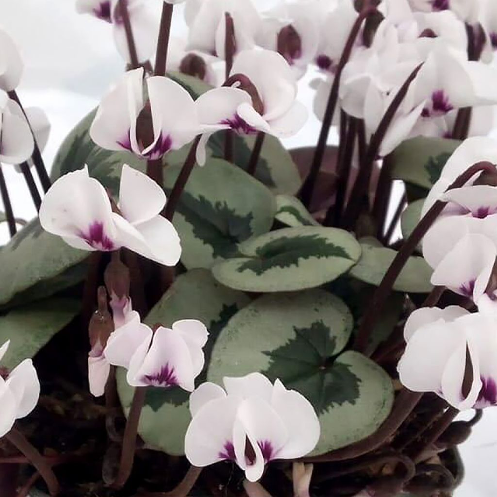 Cyclamen coum White Christmas Tree - Frühlings Alpenveilche