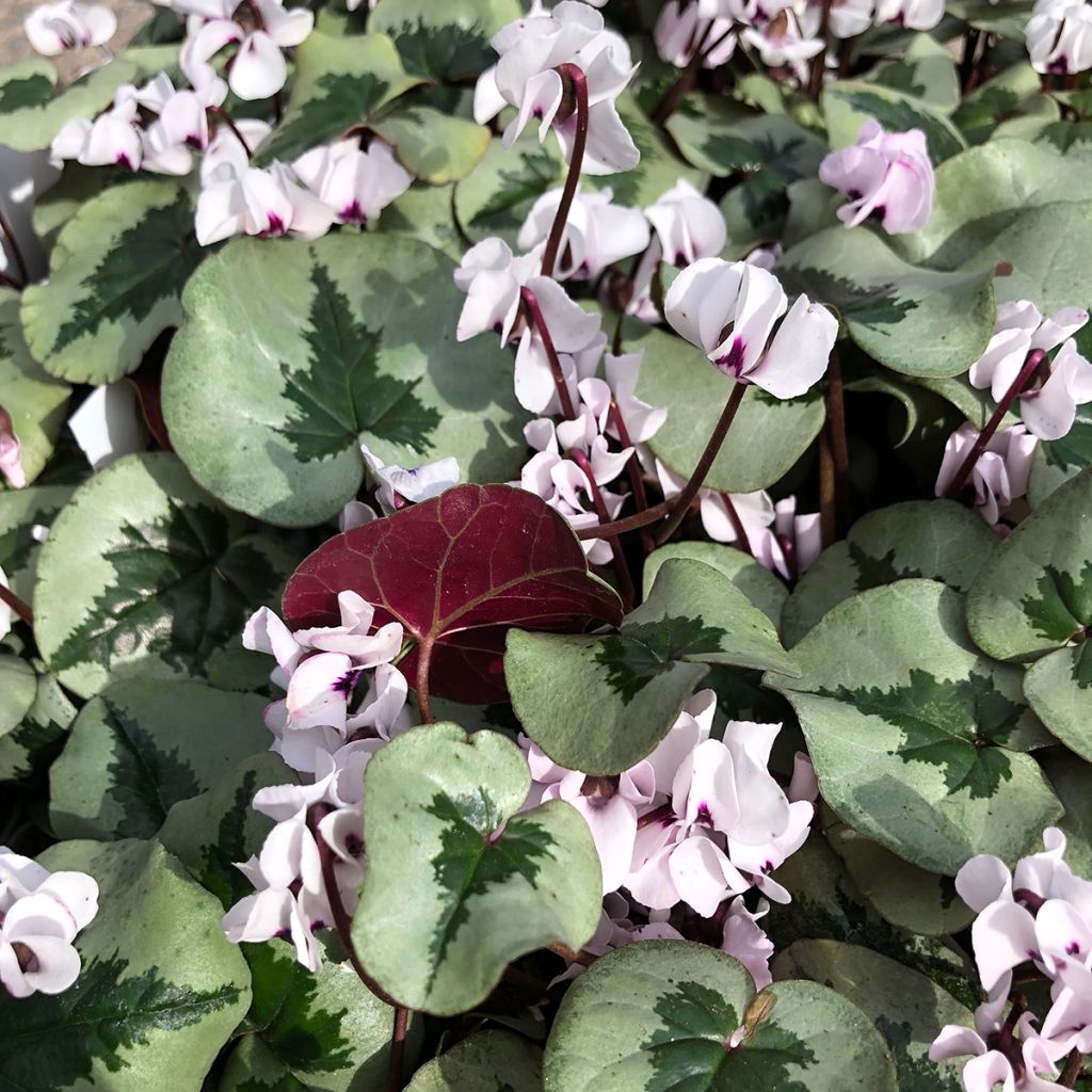 Cyclamen coum White Christmas Tree - Frühlings Alpenveilche