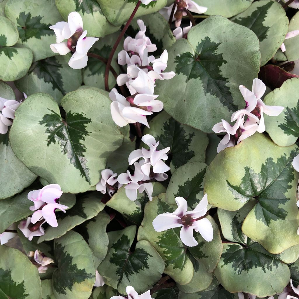 Cyclamen coum White Christmas Tree - Frühlings Alpenveilche