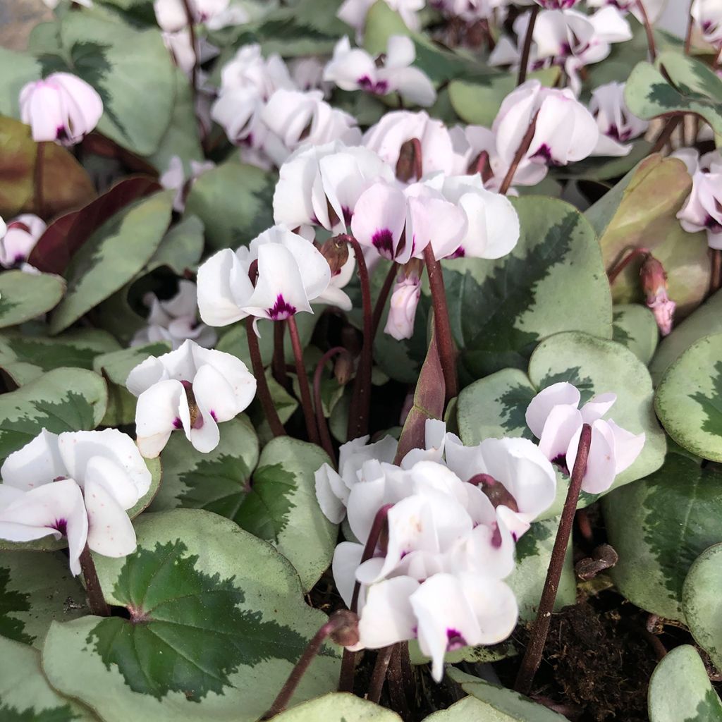 Cyclamen coum White Christmas Tree - Frühlings Alpenveilche