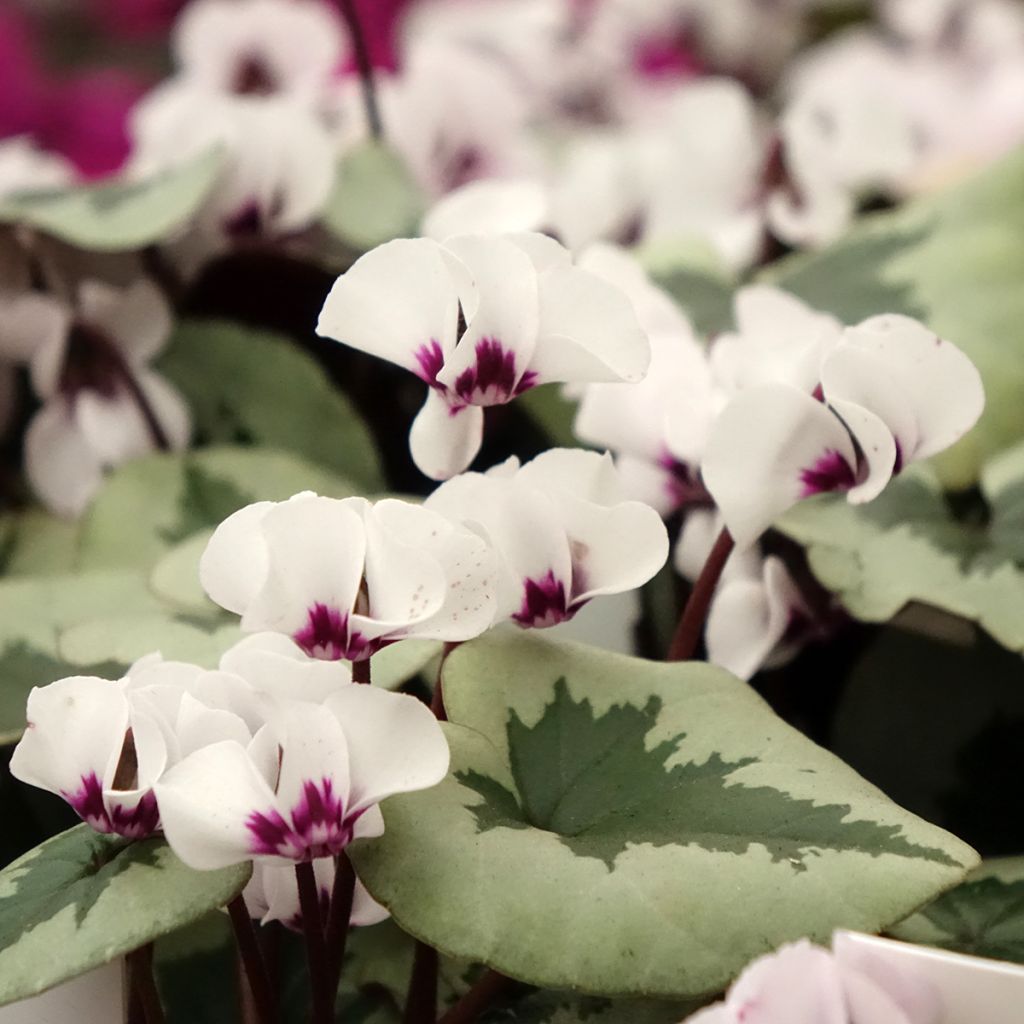 Cyclamen coum White Christmas Tree - Frühlings Alpenveilche