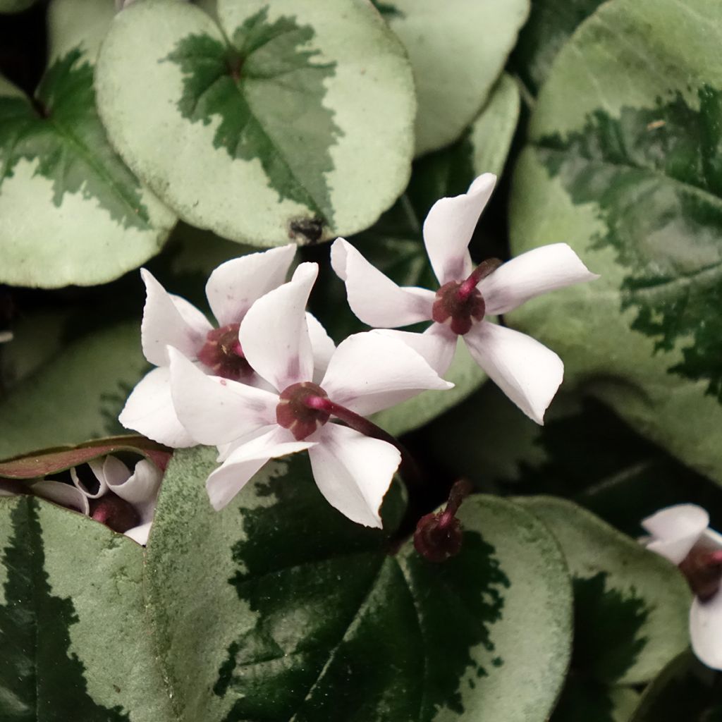 Cyclamen coum White Christmas Tree - Frühlings Alpenveilche