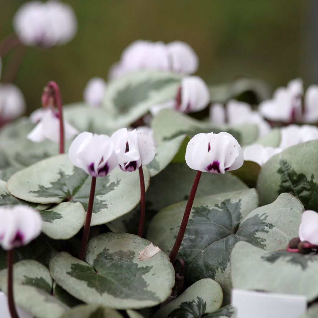 Cyclamen coum White Christmas Tree - Frühlings Alpenveilche