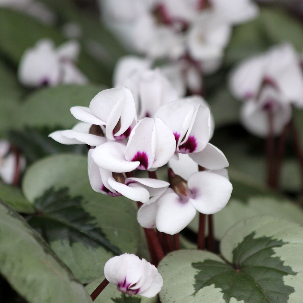 Cyclamen coum White Christmas Tree - Frühlings Alpenveilche