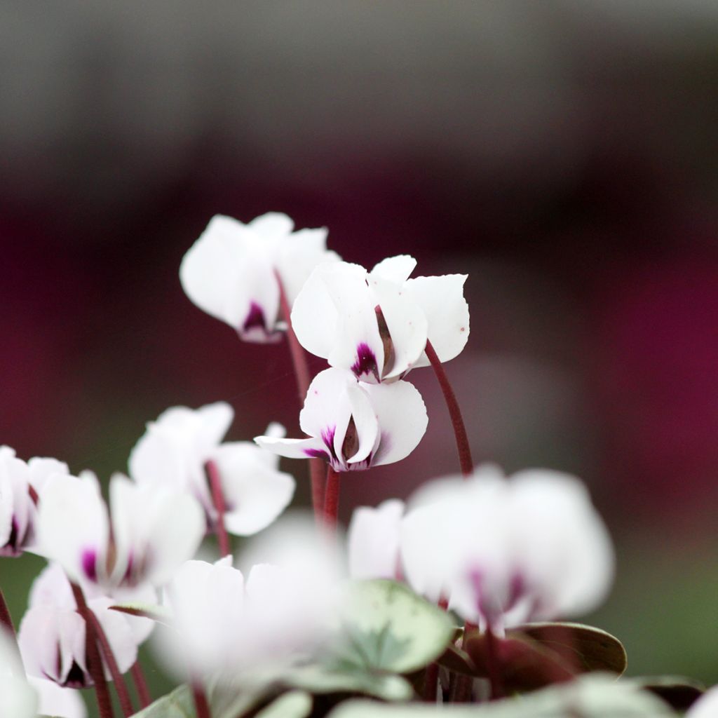 Cyclamen coum White Christmas Tree - Frühlings Alpenveilche