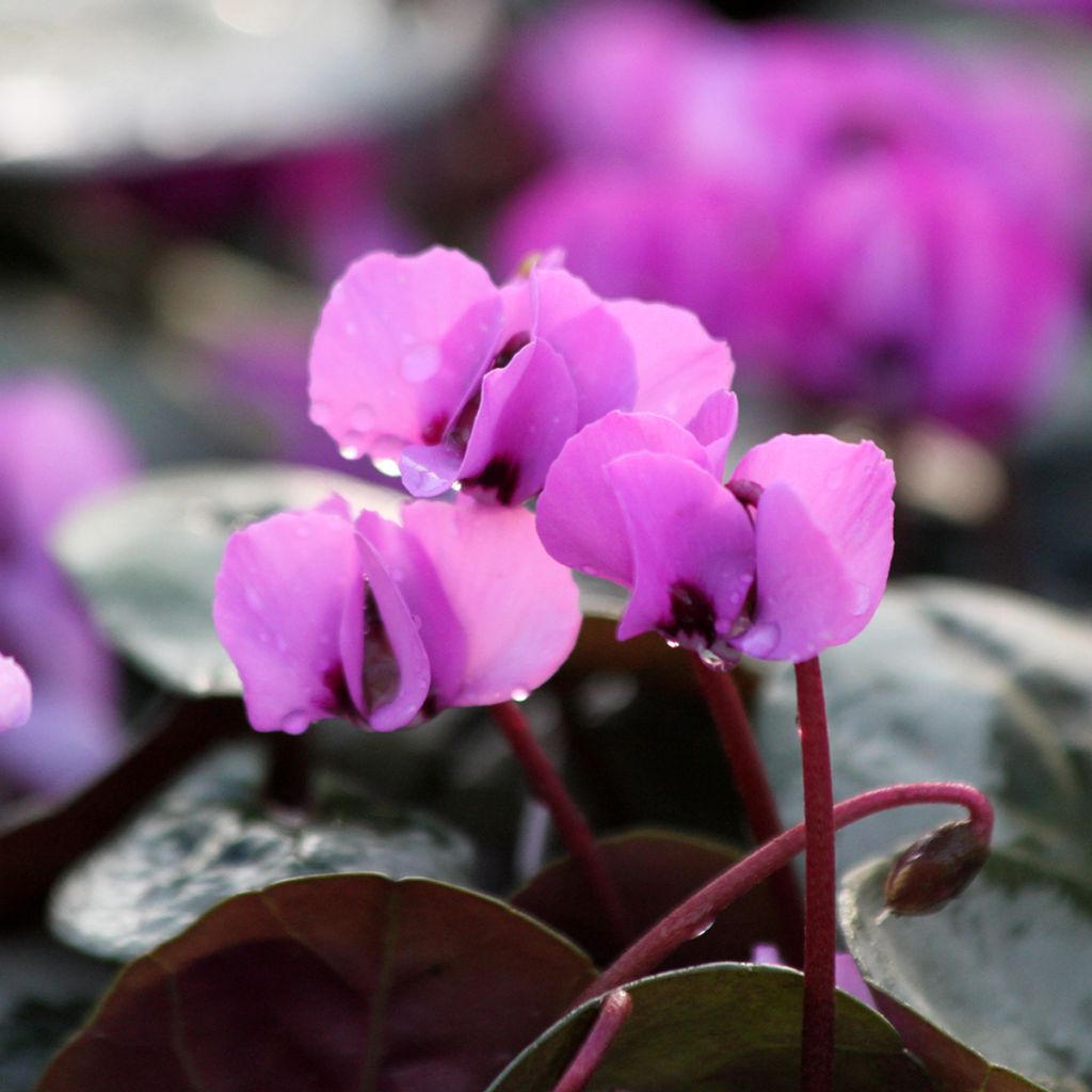 Cyclamen coum Christmas Tree rose - Frühlings Alpenveilche